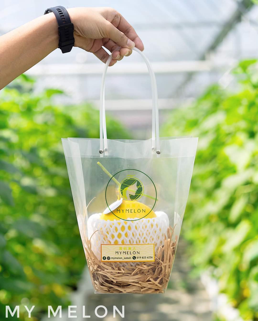 ๐๐๐  ๐๐๐ฒ๐ ๐๐๐ซ๐ญ๐ฎ๐๐ก - 1 Golden Melon