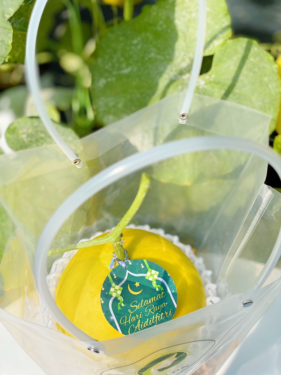 ๐๐๐  ๐๐๐ฒ๐ ๐๐๐ซ๐ญ๐ฎ๐๐ก - 1 Golden Melon