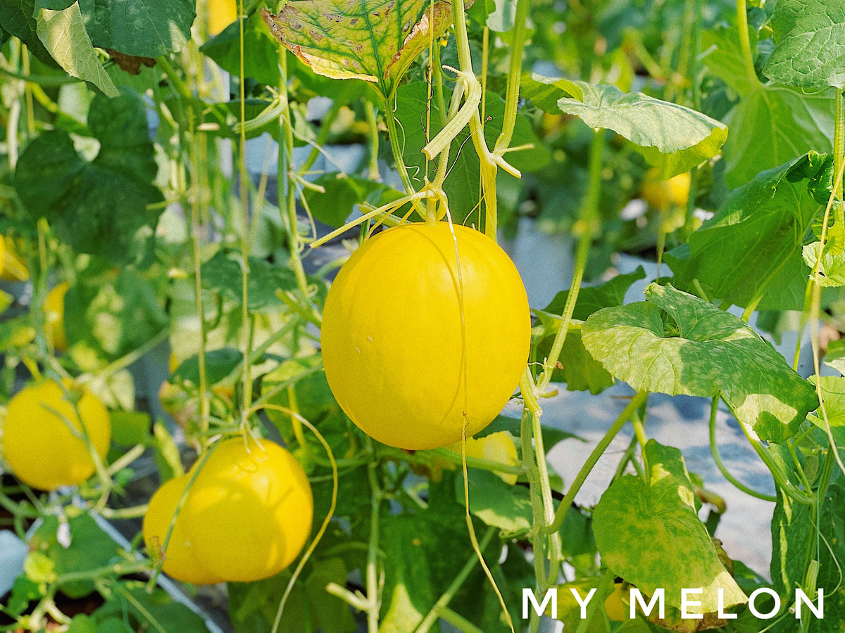 Farm To Table, Understanding Your Food Origin – MyMelon Sabah