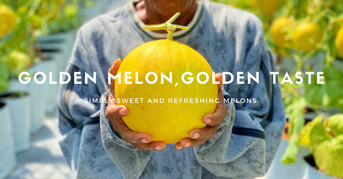 MyMelon Sabah | Simply sweet and refreshing melons in Kota Kinabalu🍈