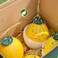 𝐊𝐨𝐭𝐚𝐤 𝐑𝐚𝐲𝐚 𝐁𝐚𝐡𝐚𝐠𝐢𝐚 𝐀 - 2 Golden Melons 💛💛