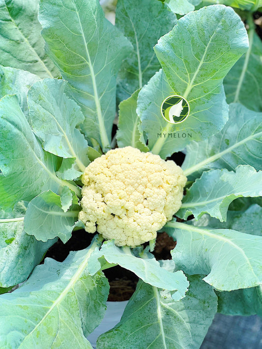 Greenhouse Grown Cauliflower 🥦