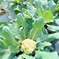 Greenhouse Grown Cauliflower 🥦