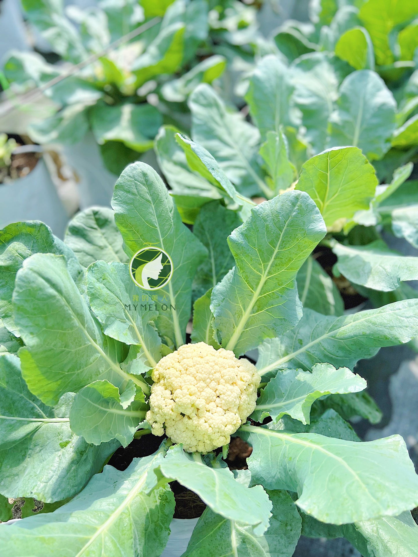 Greenhouse Grown Cauliflower 🥦