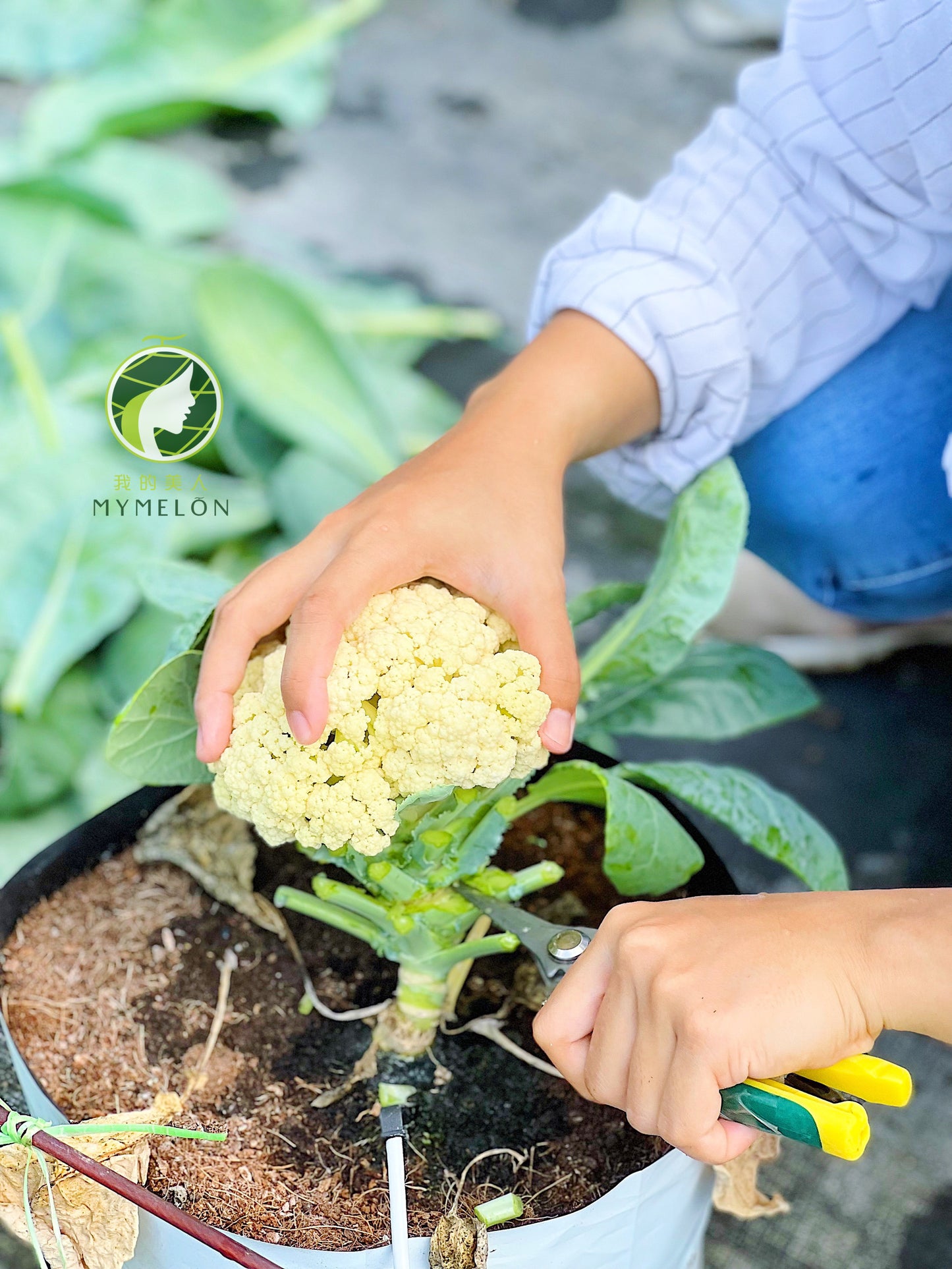 Greenhouse Grown Cauliflower 🥦