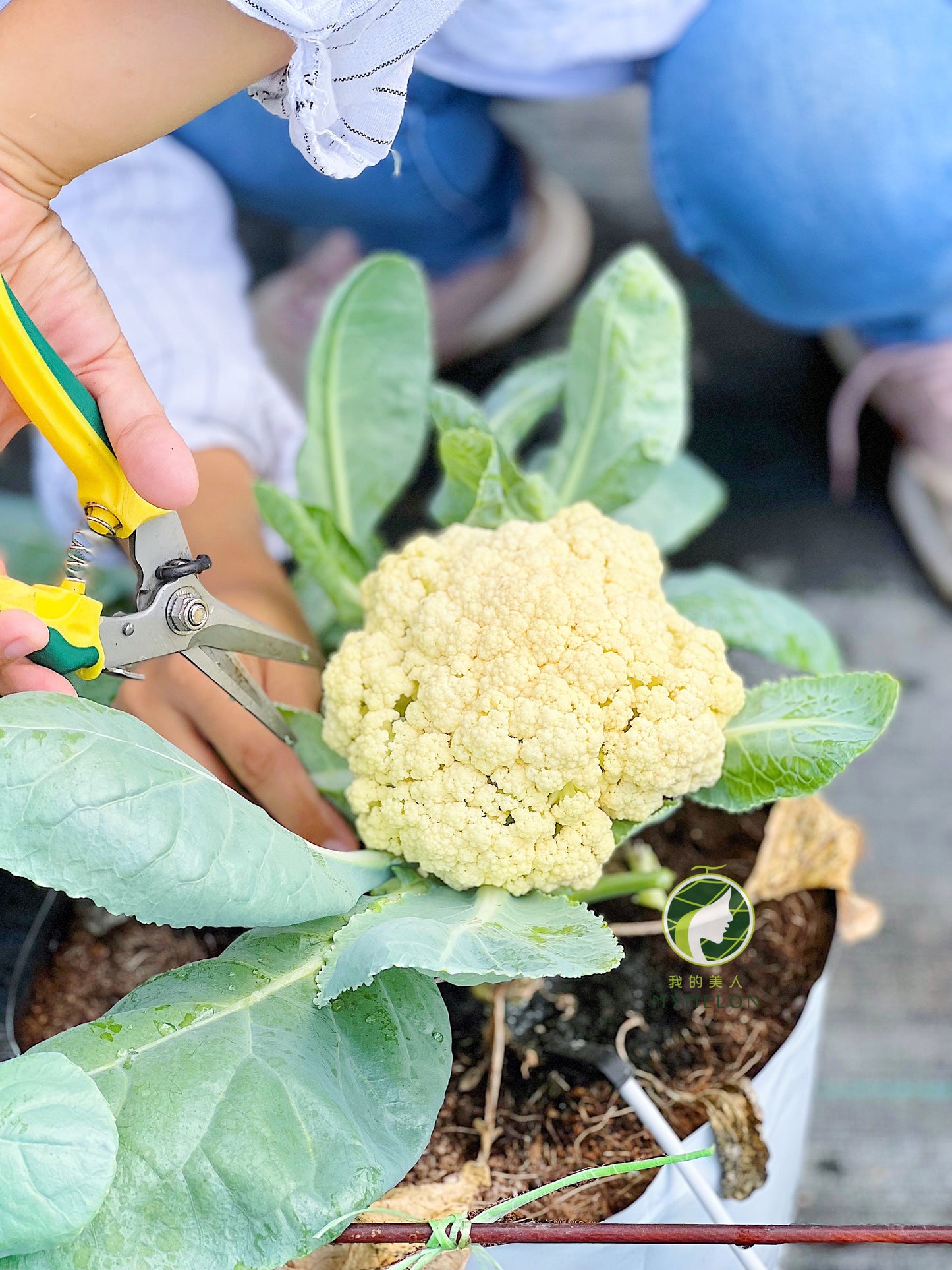 Greenhouse Grown Cauliflower 🥦