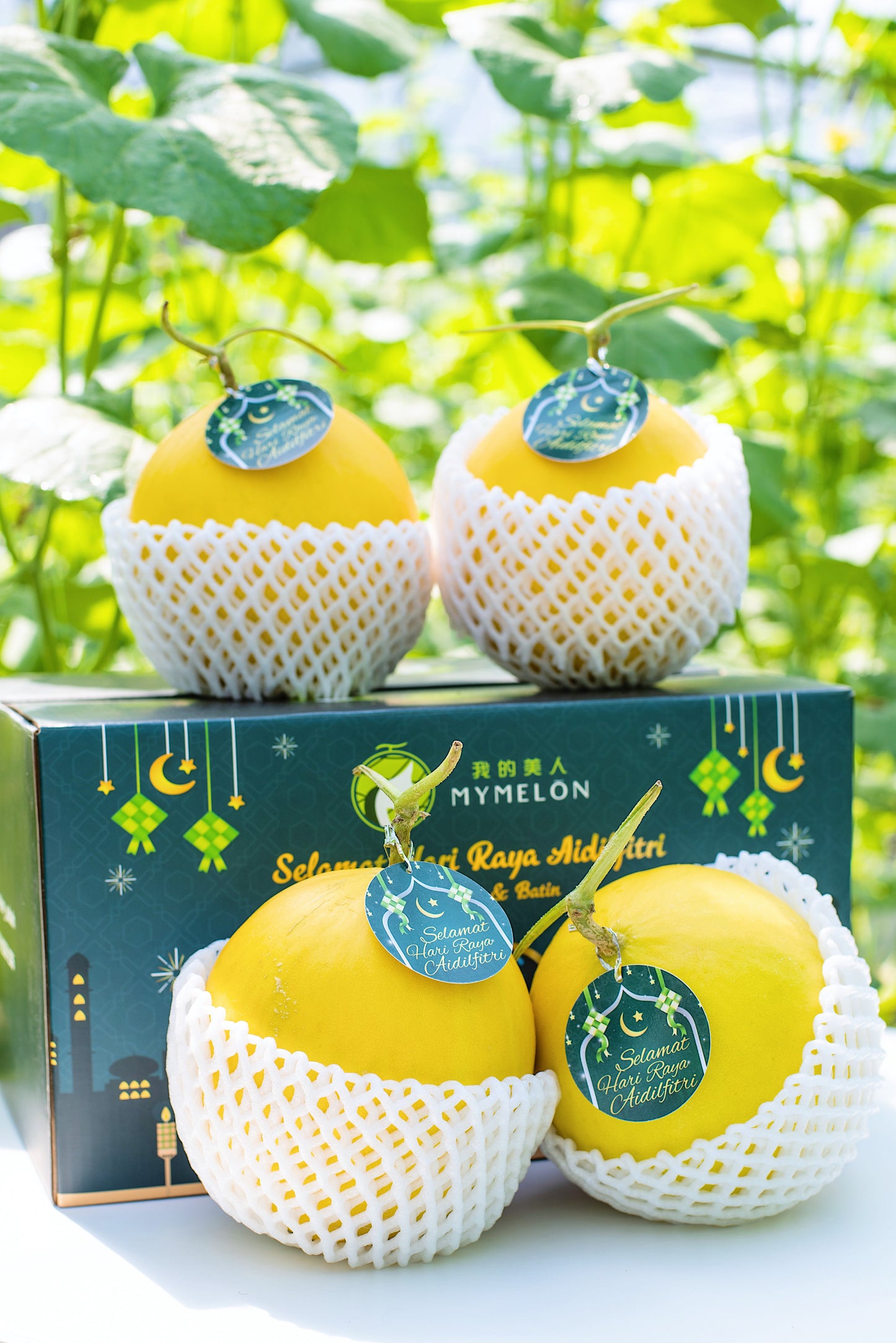 𝐊𝐨𝐭𝐚𝐤 𝐑𝐚𝐲𝐚 𝐌𝐞𝐫𝐢𝐚𝐡 - 4 Golden Melons