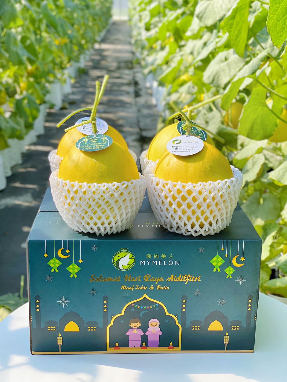 𝐊𝐨𝐭𝐚𝐤 𝐑𝐚𝐲𝐚 𝐌𝐞𝐫𝐢𝐚𝐡 - 4 Golden Melons