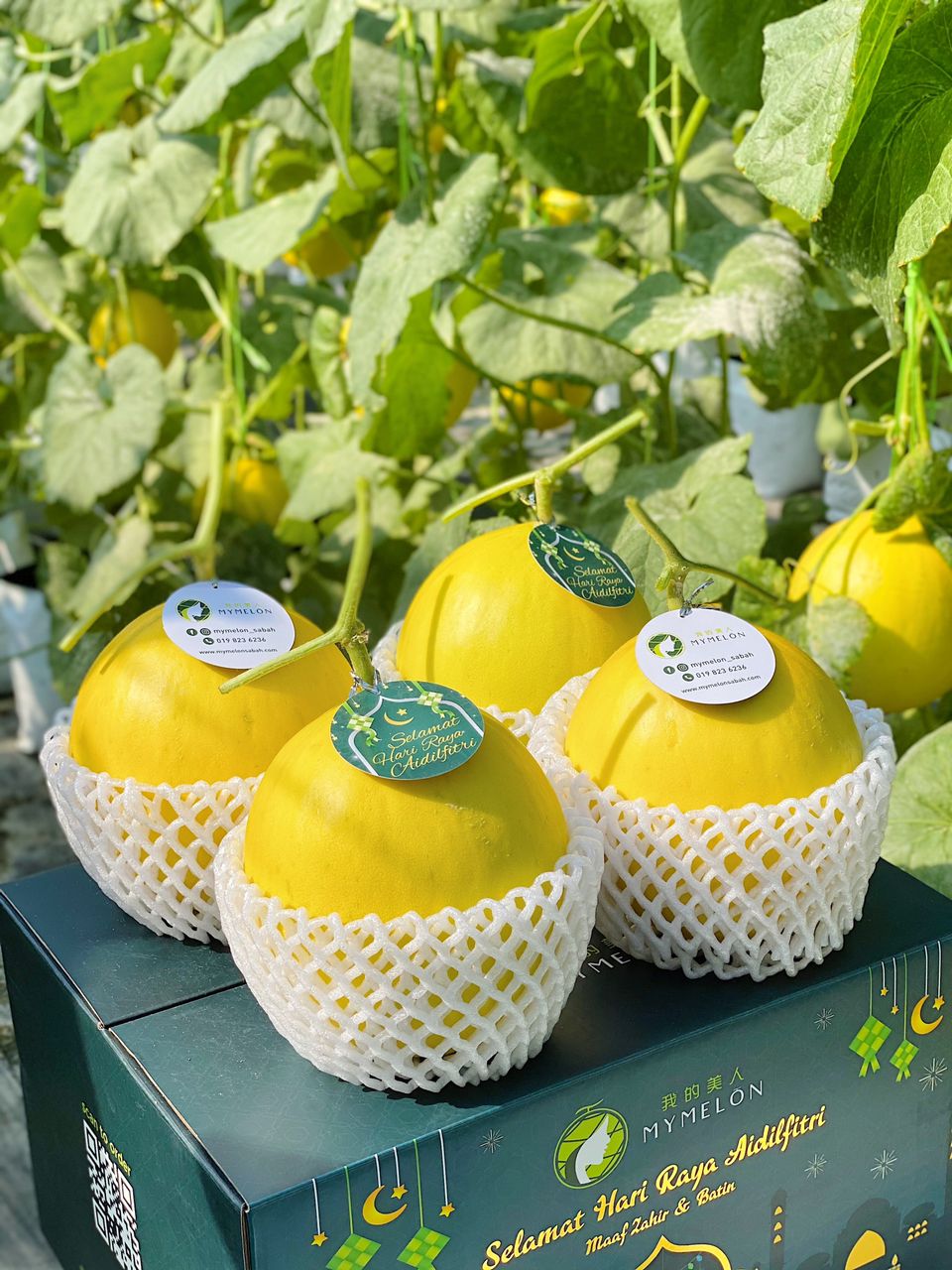 𝐊𝐨𝐭𝐚𝐤 𝐑𝐚𝐲𝐚 𝐌𝐞𝐫𝐢𝐚𝐡 - 4 Golden Melons