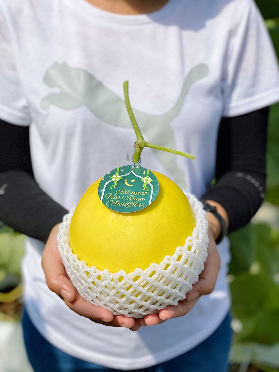 𝐁𝐞𝐠 𝐑𝐚𝐲𝐚 𝐁𝐞𝐫𝐭𝐮𝐚𝐡 - 1 Golden Melon