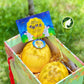 Double Moon Box (2 Golden Melons 💛💛)