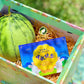 Double Moon Box C (1 Golden + 1 Watermelon 💛❤️)