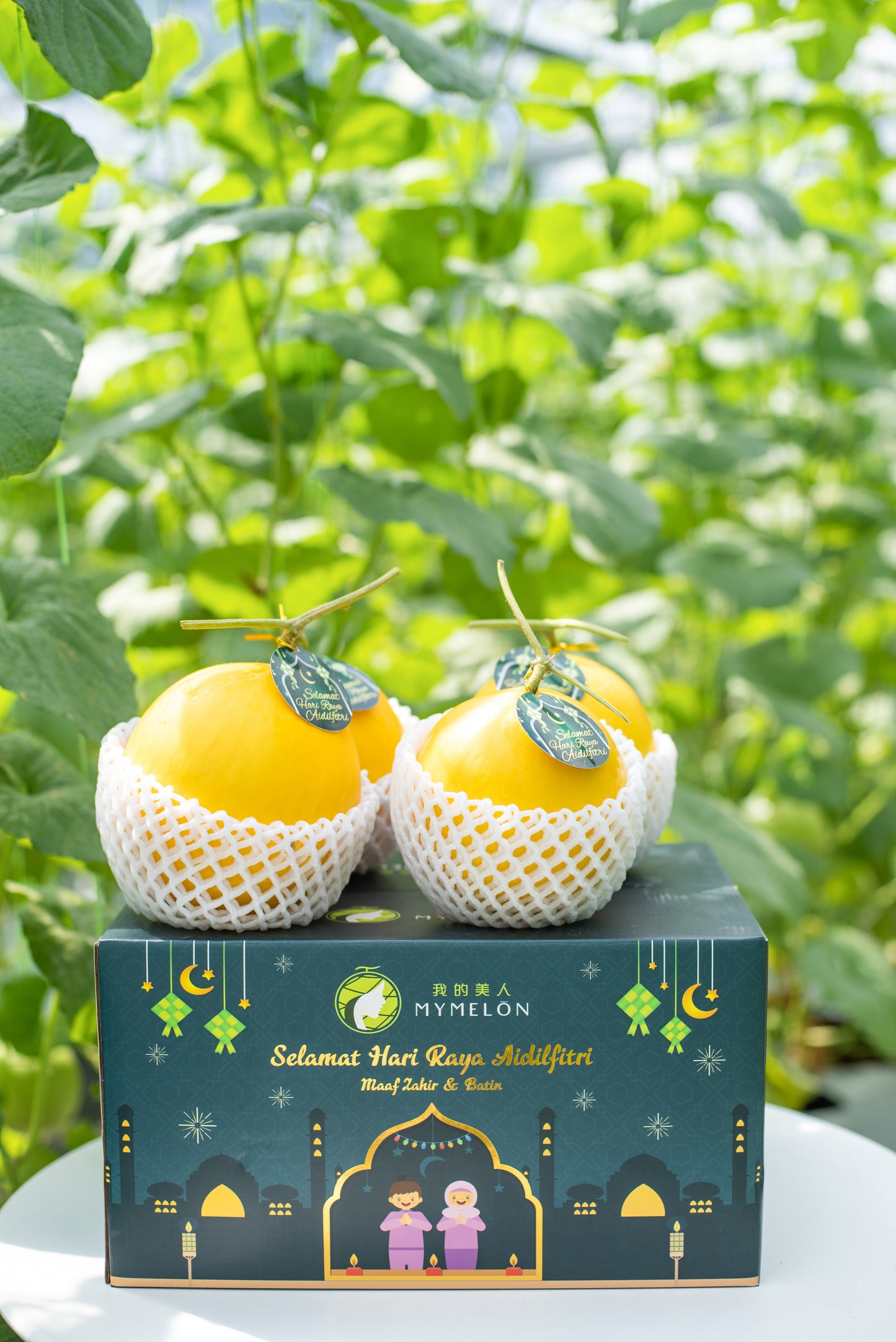 𝐊𝐨𝐭𝐚𝐤 𝐑𝐚𝐲𝐚 𝐌𝐞𝐫𝐢𝐚𝐡 - 4 Golden Melons